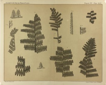 Botanical Print - Ferns, Fontaine, 1885