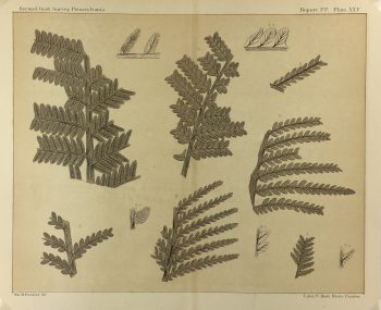Botanical Print - Ferns, Fontaine, 1885