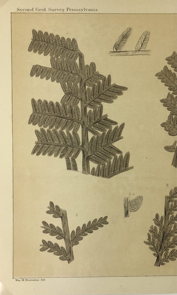 Botanical Print - Ferns, Fontaine, 1885