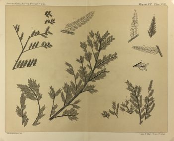 Botanical Print - Ferns, Fontaine, 1885