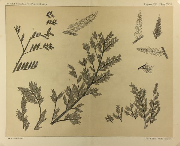 Botanical Print - Ferns, Fontaine, 1885
