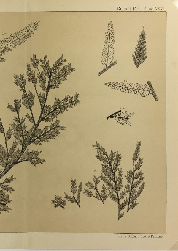 Botanical Print - Ferns, Fontaine, 1885