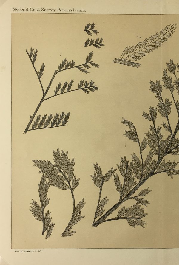 Botanical Print - Ferns, Fontaine, 1885