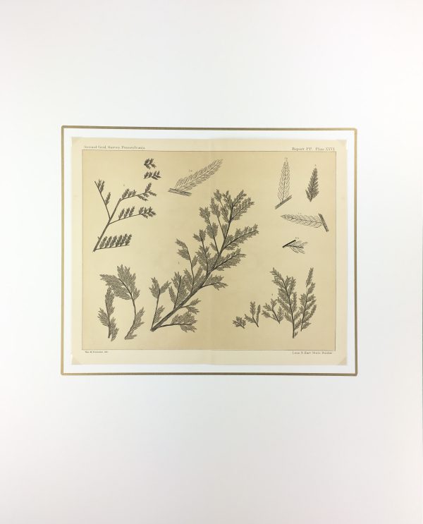 Botanical Print - Ferns, Fontaine, 1885