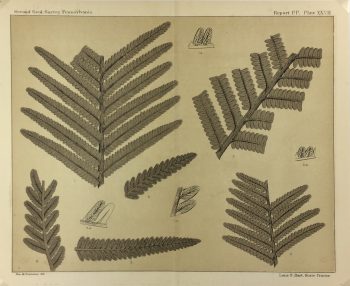 Botanical Print - Ferns, Fontaine, 1885