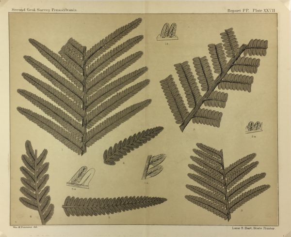 Botanical Print - Ferns, Fontaine, 1885