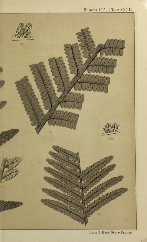 Botanical Print - Ferns, Fontaine, 1885