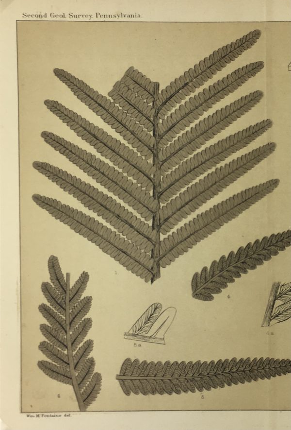 Botanical Print - Ferns, Fontaine, 1885