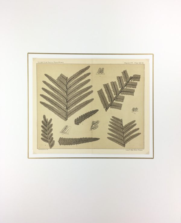 Botanical Print - Ferns, Fontaine, 1885