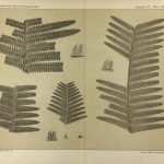 Botanical Print - Ferns, Fontaine, 1885
