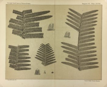 Botanical Print - Ferns, Fontaine, 1885