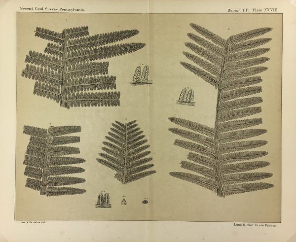 Botanical Print - Ferns, Fontaine, 1885