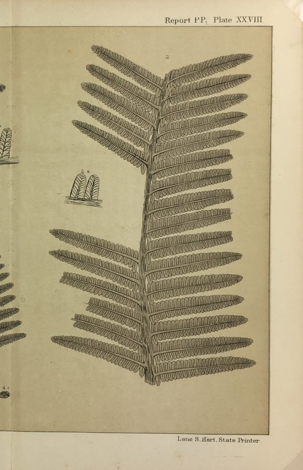 Botanical Print - Ferns, Fontaine, 1885
