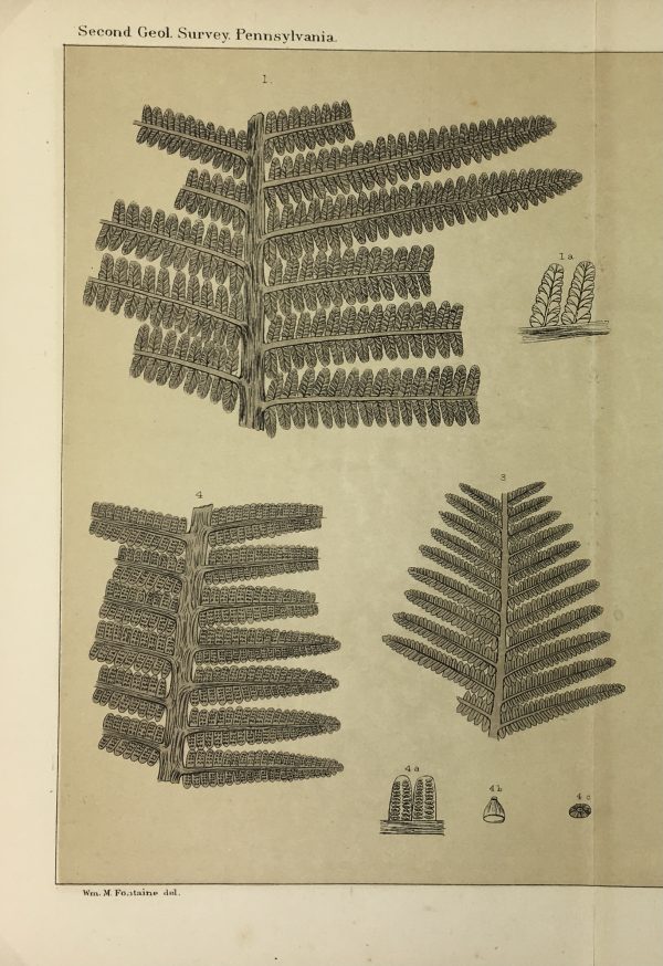 Botanical Print - Ferns, Fontaine, 1885