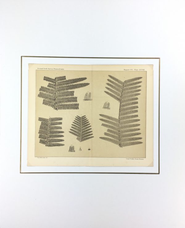 Botanical Print - Ferns, Fontaine, 1885