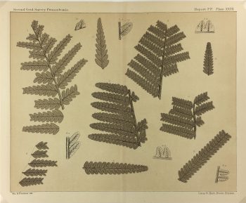 Botanical Print - Ferns, Fontaine, 1885