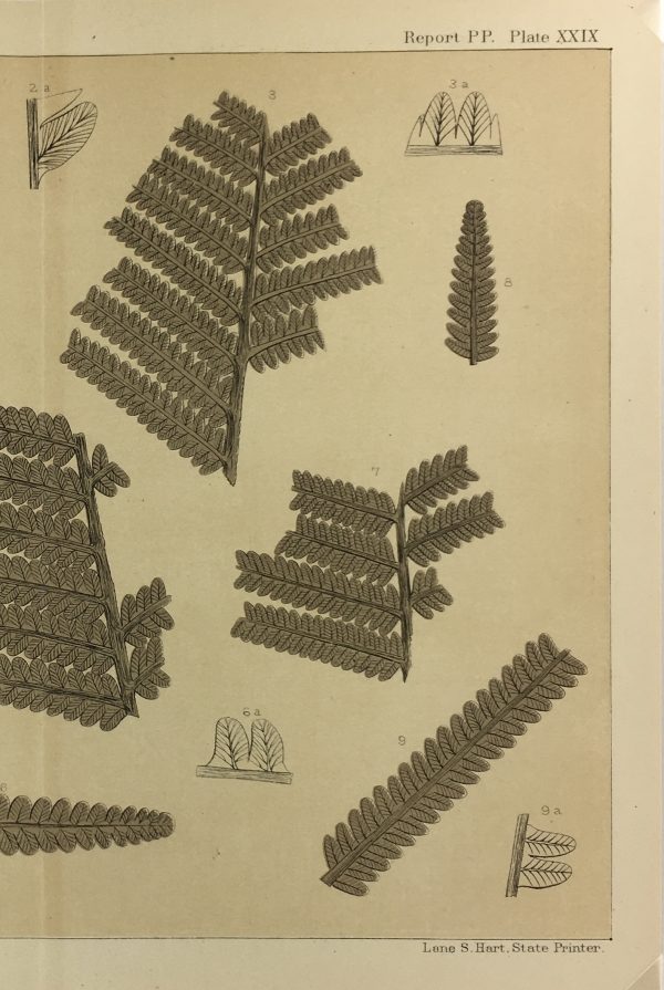 Botanical Print - Ferns, Fontaine, 1885