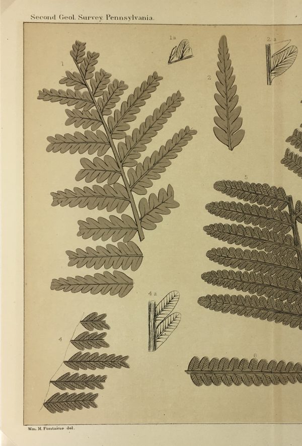 Botanical Print - Ferns, Fontaine, 1885