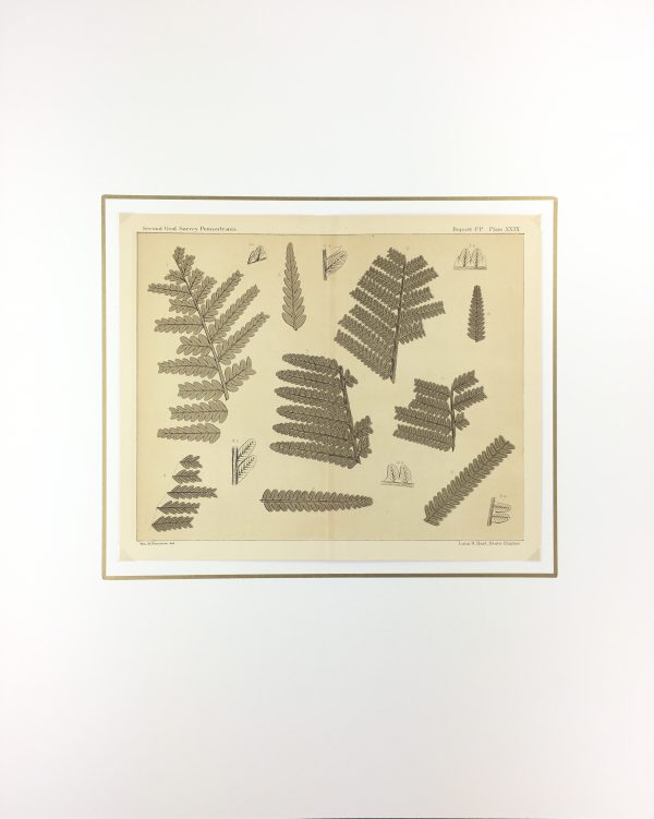 Botanical Print - Ferns, Fontaine, 1885