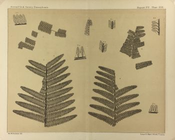 Botanical Print - Ferns, Fontaine, 1885