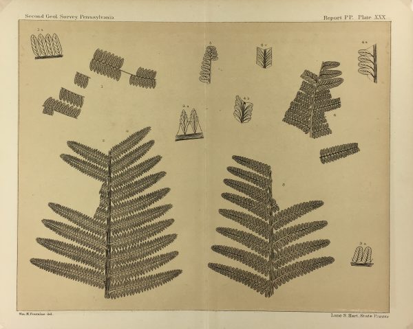 Botanical Print - Ferns, Fontaine, 1885