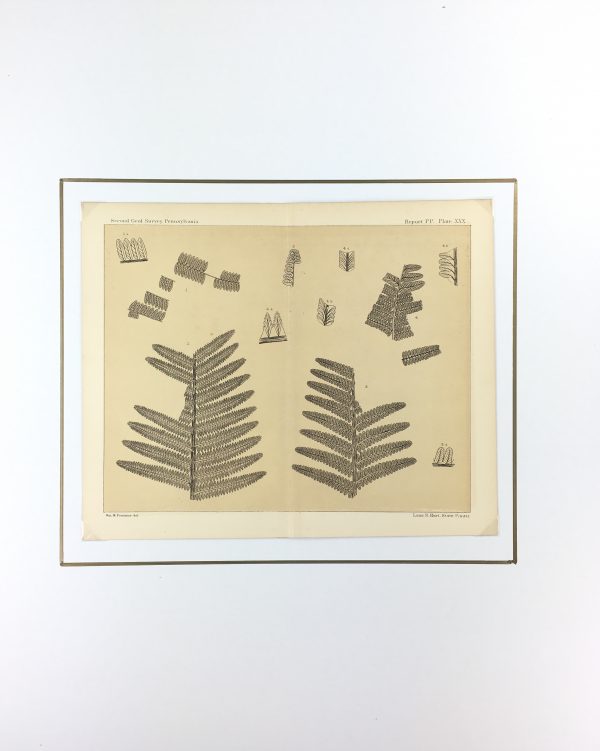 Botanical Print - Ferns, Fontaine, 1885