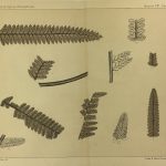 Botanical Print - Ferns, Fontaine, 1885