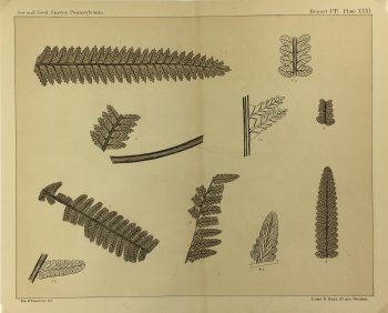 Botanical Print - Ferns, Fontaine, 1885