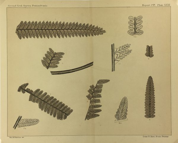Botanical Print - Ferns, Fontaine, 1885