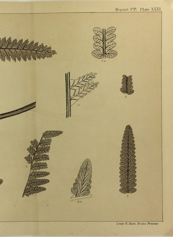 Botanical Print - Ferns, Fontaine, 1885