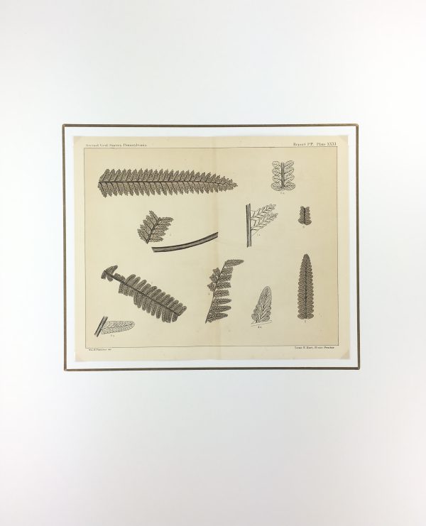 Botanical Print - Ferns, Fontaine, 1885