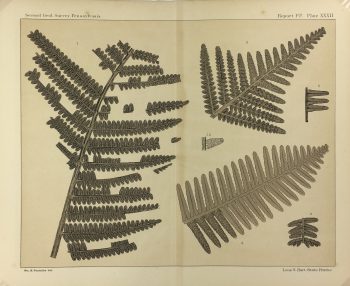 Botanical Print - Ferns, Fontaine, 1885