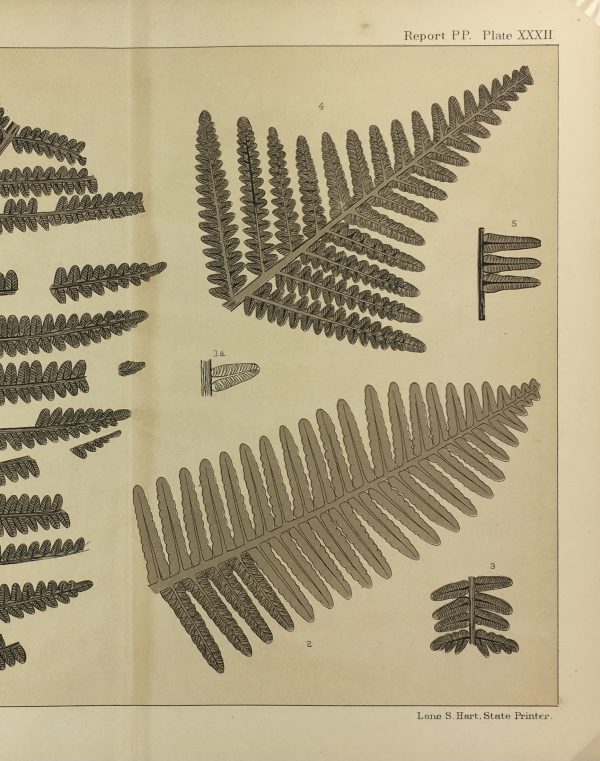 Botanical Print - Ferns, Fontaine, 1885