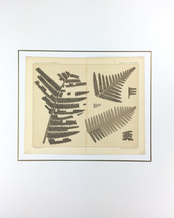 Botanical Print - Ferns, Fontaine, 1885