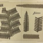 Botanical Print - Ferns, Fontaine, 1885