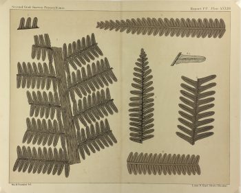 Botanical Print - Ferns, Fontaine, 1885