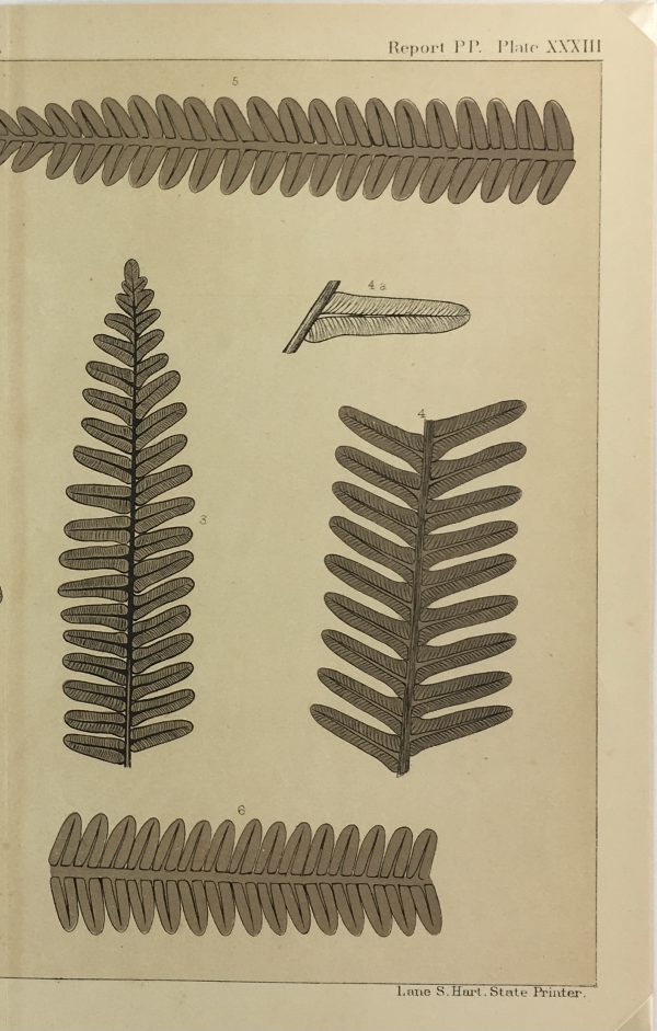 Botanical Print - Ferns, Fontaine, 1885
