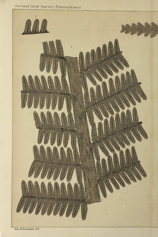 Botanical Print - Ferns, Fontaine, 1885