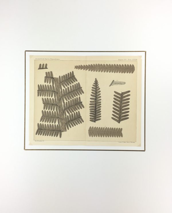 Botanical Print - Ferns, Fontaine, 1885