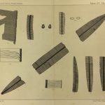 Botanical Print - Ferns, Fontaine, 1885