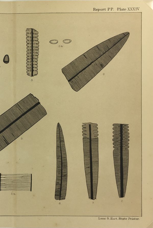 Botanical Print - Ferns, Fontaine, 1885