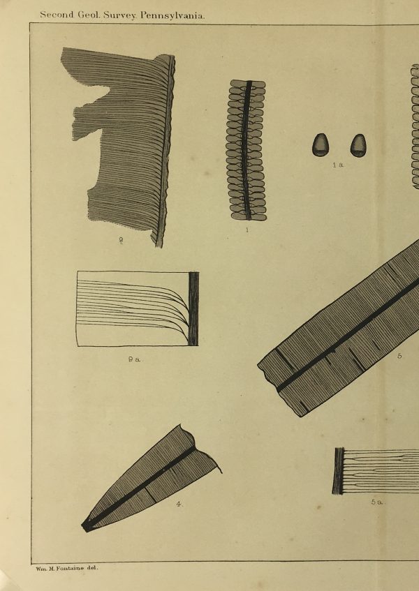 Botanical Print - Ferns, Fontaine, 1885