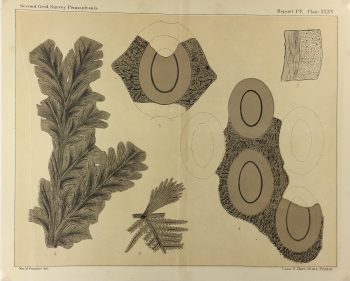 Botanical Print - Ferns, Fontaine, 1885