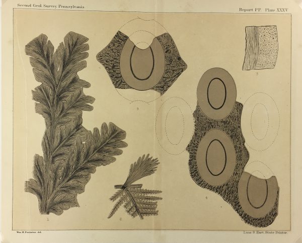 Botanical Print - Ferns, Fontaine, 1885