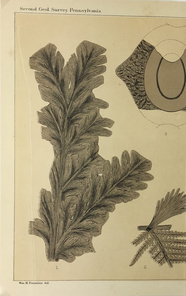 Botanical Print - Ferns, Fontaine, 1885