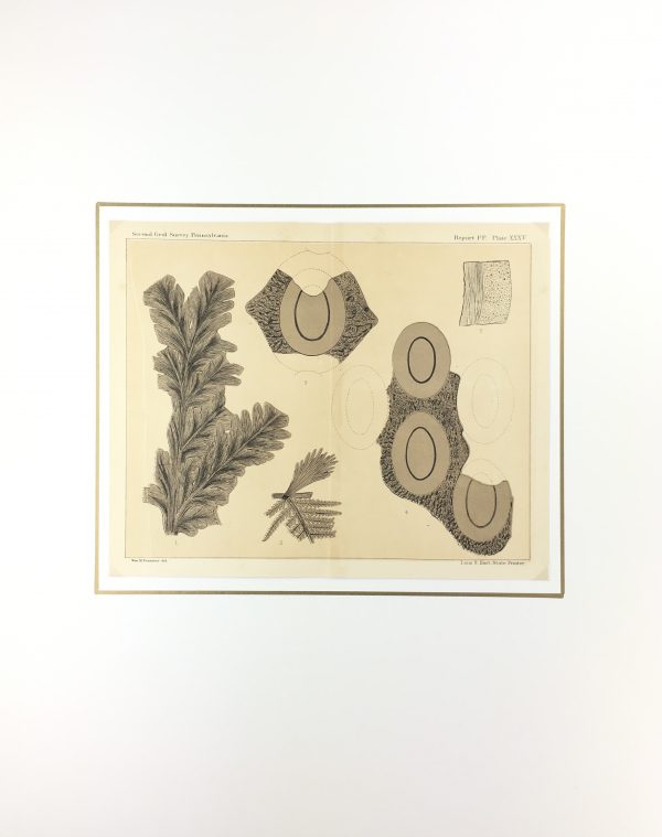 Botanical Print - Ferns, Fontaine, 1885