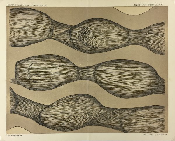 Botanical Print - Ferns, Fontaine, 1885