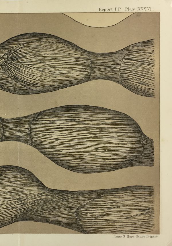 Botanical Print - Ferns, Fontaine, 1885