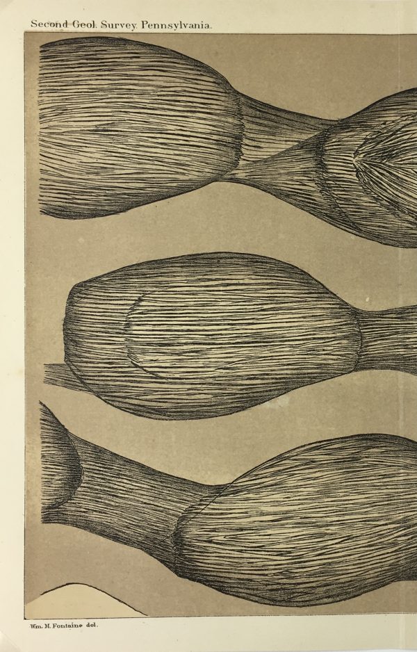 Botanical Print - Ferns, Fontaine, 1885