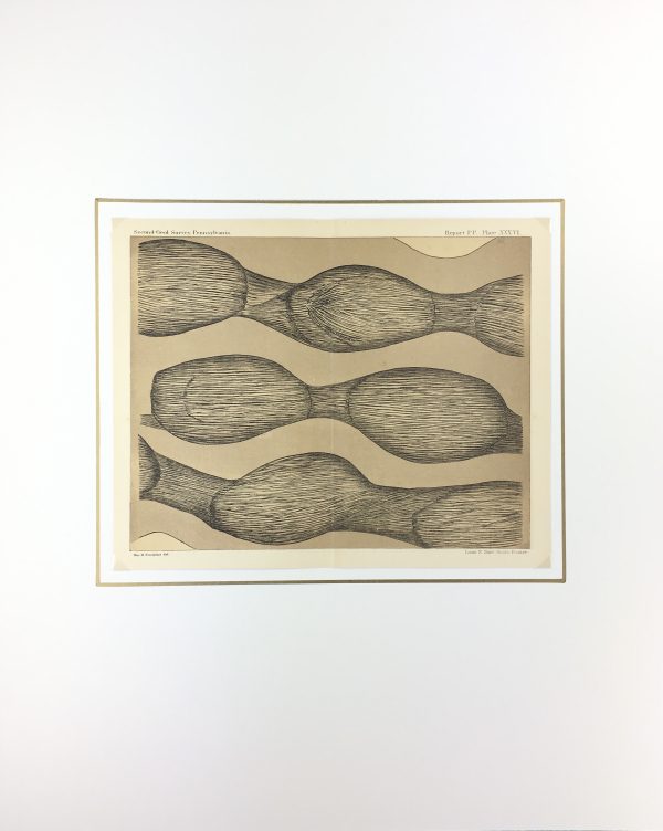 Botanical Print - Ferns, Fontaine, 1885